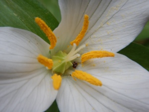 western trillium bloom, Trillium Ovatum, garden Victoria, Vancouver Island, BC, Pacific Northwest