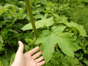 Cow Parsnip leaf, Indian Celery, Heracleum lanatum garden Victoria, Vancouver Island, BC, Pacific Northwest