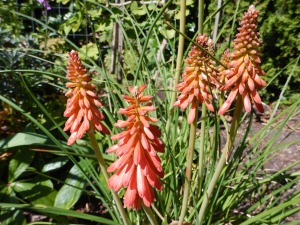 red hot pokers, kniphofia garden Victoria, Vancouver Island, BC, Pacific Northwest