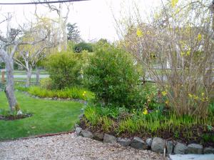 crocosmia montbretia garden Victoria, Vancouver Island, BC, Pacific Northwest