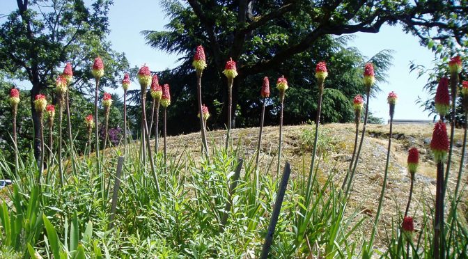 Red Hot Pokers – Kniphofia