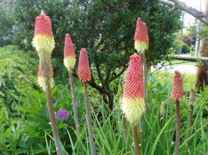 red hot pokers, kniphofia garden Victoria, Vancouver Island, BC, Pacific Northwest