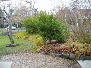crocosmia montbretia garden Victoria, Vancouver Island, BC, Pacific Northwest