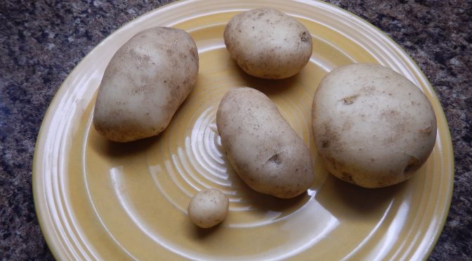 Potato Challenge