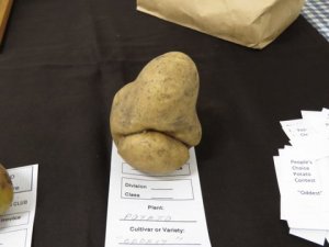 potato challenge - ugliest potato