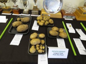 potato challenge - highest yield