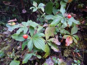 bunchberry, Cornus canadensis, dwarf dogwood,, creeping dogwood, dwarf cornel, crackerberry,, native wildflower, garden Victoria BC Pacific Northwest