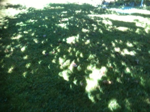 solar eclipse through the leaves garden Victoria, Vancouver Island, BC, Pacific Northwest