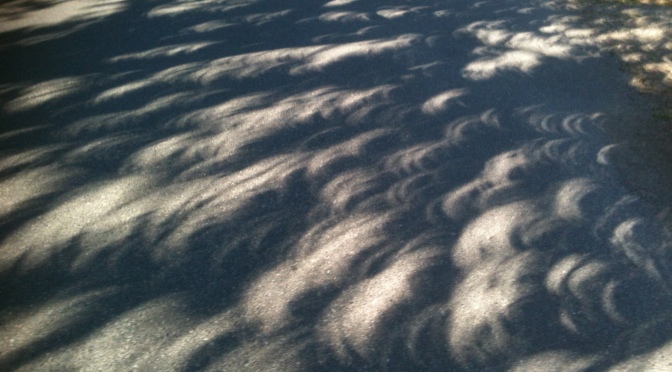 solar eclipse through the leaves garden Victoria, Vancouver Island, BC, Pacific Northwest