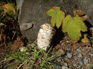 Coprinus comatus, shaggy mane, lawyers wig, mushroom fungi fungus edible garden Victoria, Vancouver Island, BC, Pacific Northwest