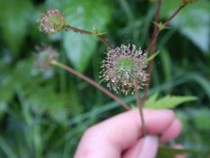 large-leaved avens, Geum macrophyllum, largeleaf avens, big leaf avens, garden Victoria, Vancouver Island, BC, Pacific Northwest