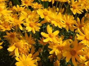 Eriophyllum lanatum, Woolly Eriophyllum, Wooly Sunflower, Oregon Sunshine, woody eriophyllum, wooly daisy, sunshine flower, garden Victoria, Vancouver Island, BC, Pacific Northwest