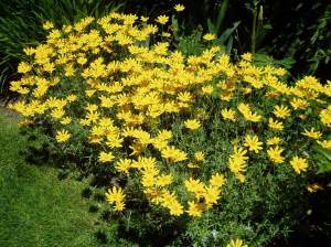Eriophyllum lanatum, Woolly Eriophyllum, Wooly Sunflower, Oregon Sunshine, woody eriophyllum, wooly daisy, sunshine flower, garden Victoria, Vancouver Island, BC, Pacific Northwest