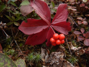 bunchberry, Cornus canadensis, dwarf dogwood,, creeping dogwood, dwarf cornel, crackerberry, native wildflower, garden Victoria BC Pacific Northwest