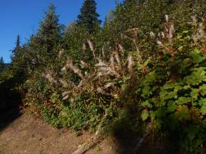 Fireweed, bombweed, rosebay willowherb, Chamerion angustifolium, great willow herb, wickup, Epilobium angustifolium, garden Victoria BC Pacific Northwest