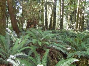 sword fern at Cowichan Lake, Polystichum munitum, garden Victoria BC Pacific Northwest