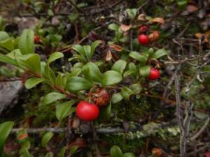 Kinnikinnick, Arctostaphylos uva-ursi, common bearberry, garden Victoria BC Pacific Northwest