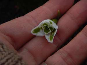 galanthus elwesii snowdrops, garden Victoria BC Pacific Northwest