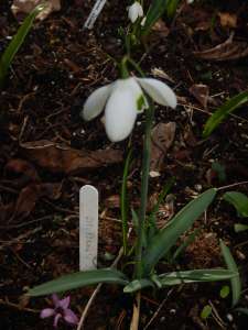 galanthus st annes snowdrops, garden Victoria BC Pacific Northwest