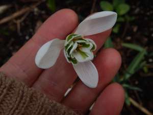galanthus st annes snowdrops, garden Victoria BC Pacific Northwest