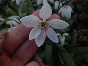 galanthus elwesii poculiformis snowdrops, garden Victoria BC Pacific Northwest