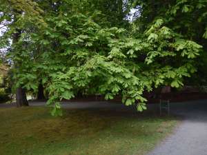 Aesculus hippocastanum, horse-chestnut, horse-chestnut, horse chestnut, conker tree, garden Vancouver Island Island Victoria BC Pacific Northwest