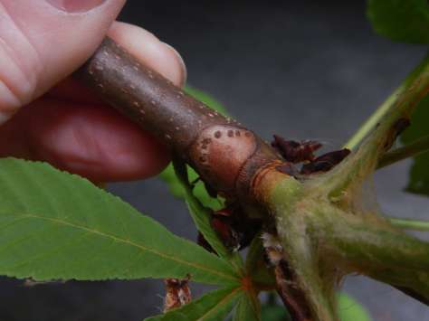 Aesculus hippocastanum, horse-chestnut, horse-chestnut, horse chestnut, conker tree, garden Vancouver Island Island Victoria BC Pacific Northwest