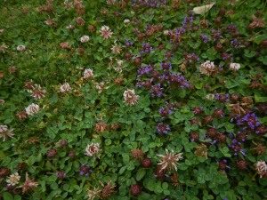 clover, selfheal, purple deadnettle, meadow, self-heal, Prunella, garden Victoria BC Pacific Northwest