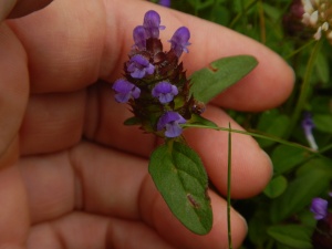 selfheal, purple deadnettle, self-heal, Prunella, garden Victoria BC Pacific Northwest