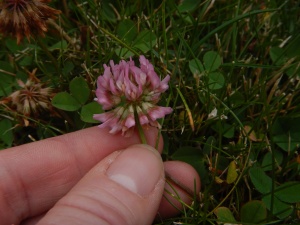wild clover, trefoil, Trifolium, garden Victoria BC Pacific Northwest