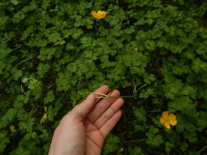 creeping buttercup, sitfast, restharrow, creeping crowfoot, Ranunculus repens, garden Victoria, Vancouver Island, BC, Pacific Northwest