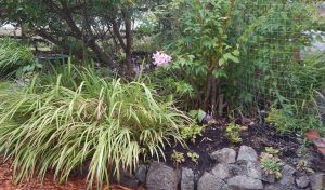 Amaryllis belladonna , Madonna Lily, Jersey Lily, Amaryllis rosea, Brunsvigia rosea,, garden Victoria, Vancouver Island, BC, Pacific Northwest