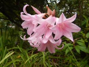 Amaryllis belladonna , Madonna Lily, Jersey Lily, Amaryllis rosea, Brunsvigia rosea,, garden Victoria, Vancouver Island, BC, Pacific Northwest