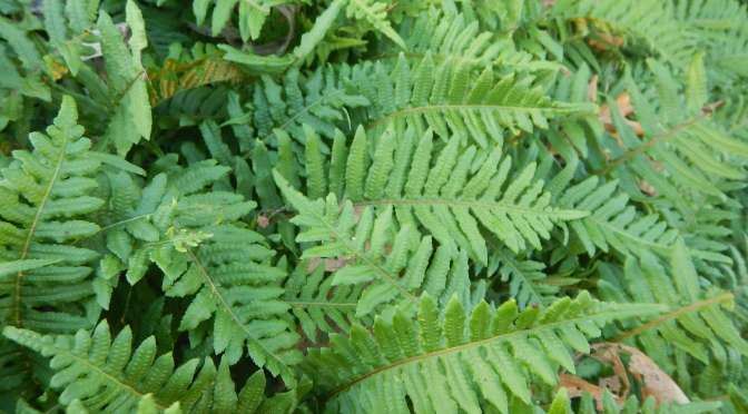 What’s Eating The Licorice Fern