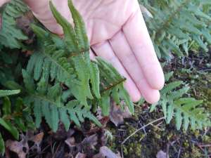 Licorice fern, Polypodium glycyrrhiza,Polypodium occidentale, Polypodium vulgare subsp. occidentale, many footed fern, sweet root, , garden Victoria, Vancouver Island, BC, Pacific Northwest