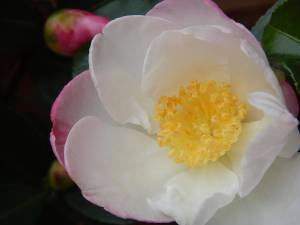 Camellia japonica apple blossom, Joy Sander, Camellia sasanqua,, garden Victoria, Vancouver Island, BC, Pacific Northwest