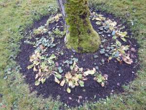 hardy cyclamen coum, persian violet, eastern sowbread, round-leaf cyclamen,C. coum garden Victoria, Vancouver Island, BC, Pacific Northwest