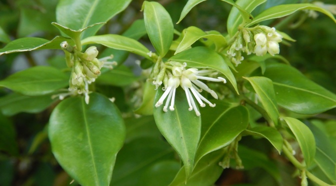 Winter’s Fragrant Sweetbox (Sarcococca)