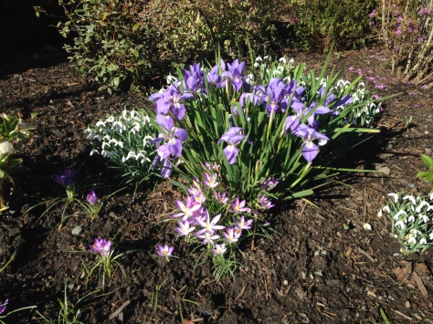 iris unguicularis, winter blooming allgerian iris, winter iris, Iris stylosa, Joniris stylosa, Neubeckia stylosa, Siphonostylis unguicularis, garden Victoria BC Pacific Northwest