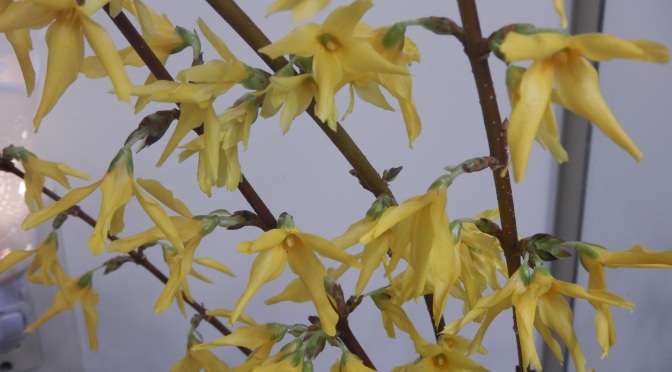Forsythia Forcing Indoors