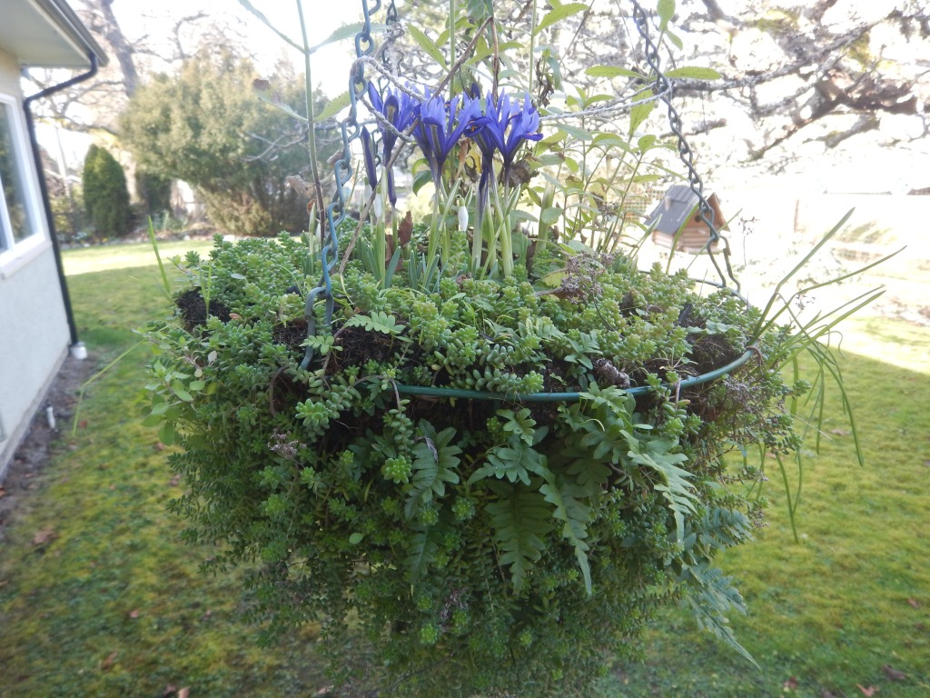 iris reticulata, spring bulbs bloom in licorice fern, perennial hanging basket, garden Victoria, Vancouver Island, BC, Pacific Northwest