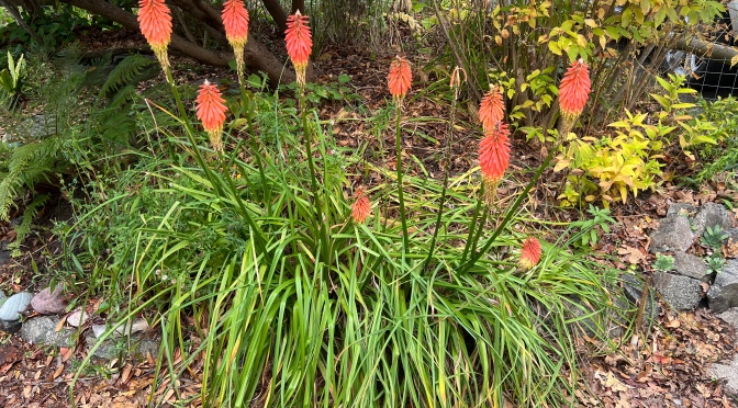 autumn red hot pokers, kniphofia, torch lily, tritoma, poker plant, garden Victoria, Vancouver Island, BC, Pacific Northwest