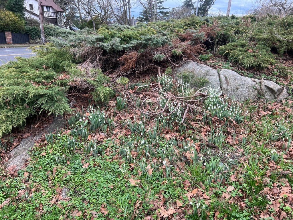 galanthus, snowdrops, garden Victoria BC Pacific Northwest