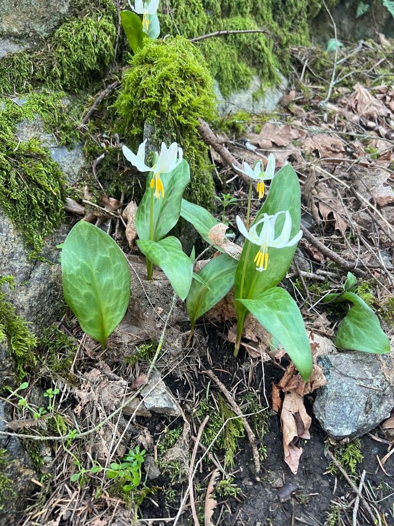 Erythronium oregonum, white fawn lily, easter lily, Oregon Lily garden Victoria, Vancouver Island, BC, Pacific Northwest